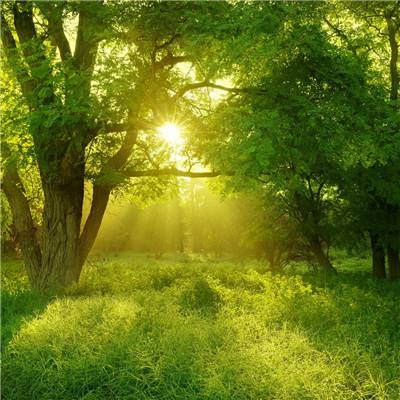 管家婆一码一肖资料手机app下载